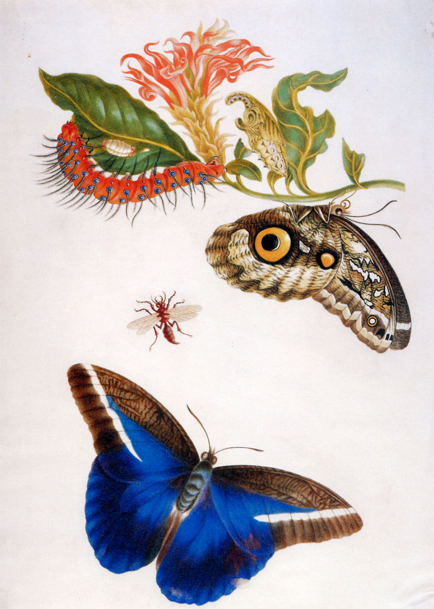 Maria Sibylla Merian. Butterfly