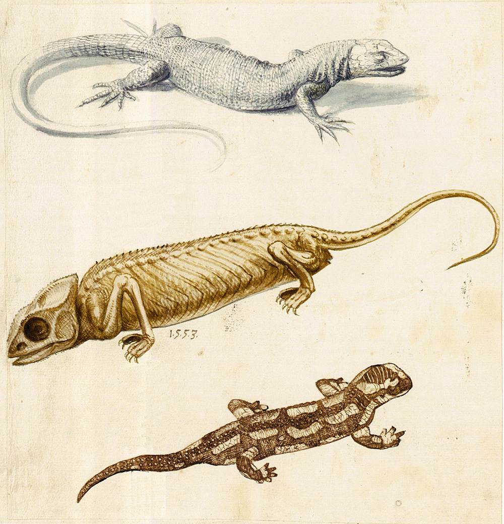 Giuseppe Arcimboldo. Lizard, chameleon and Salamander. Sketch