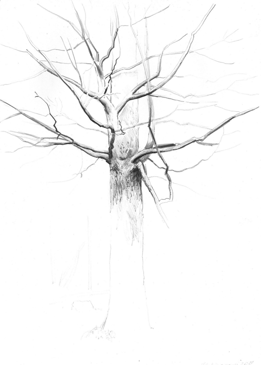 Oak branches