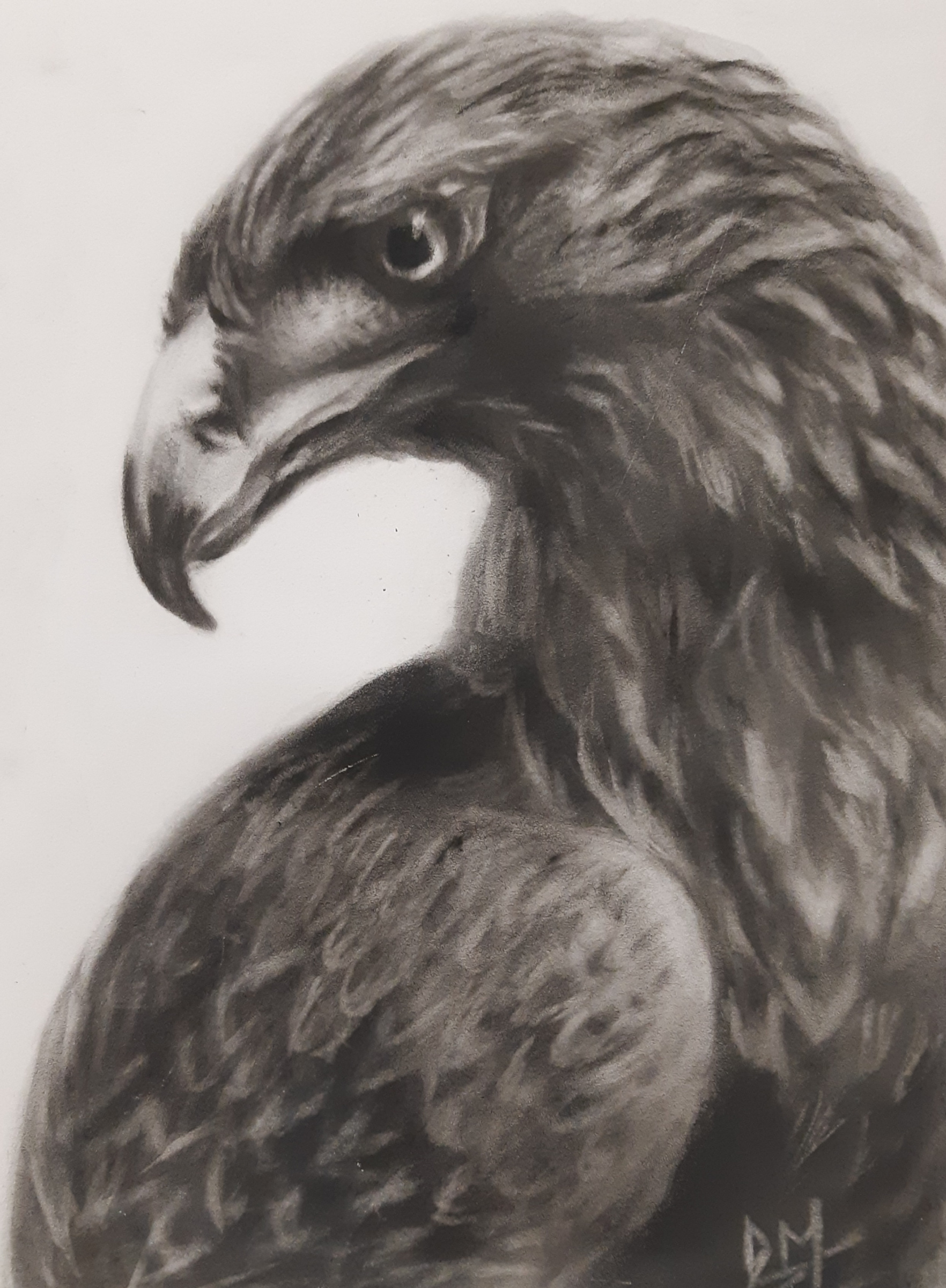 Марина Давыдова - Беркут (Aquila chrysaetus), 2020, 30×40 см: Описание  произведения | Артхив