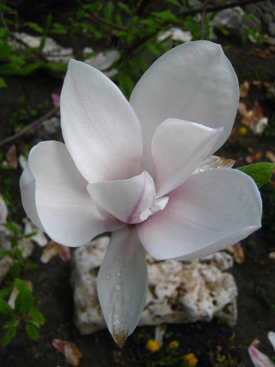 Alexey Grishankov (Alegri). "White Magnolia."