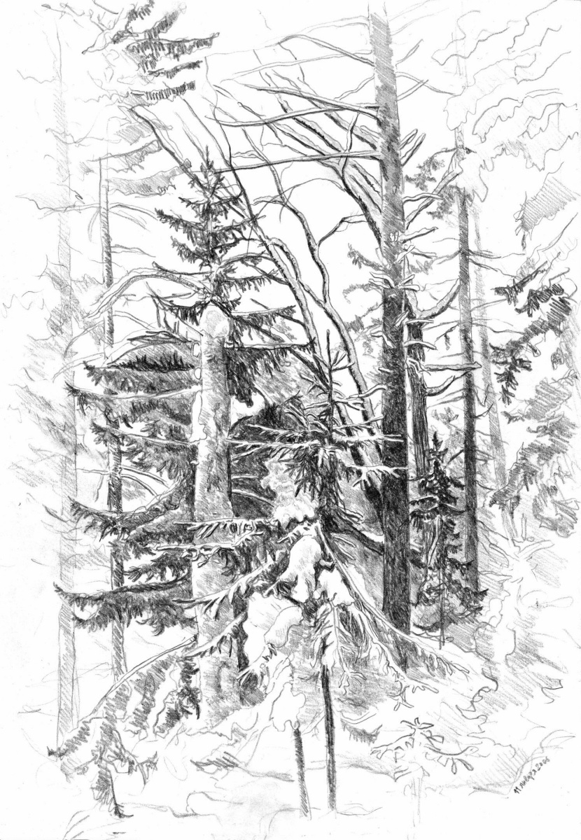Igor Vladimirovich Mashin. The forest in winter