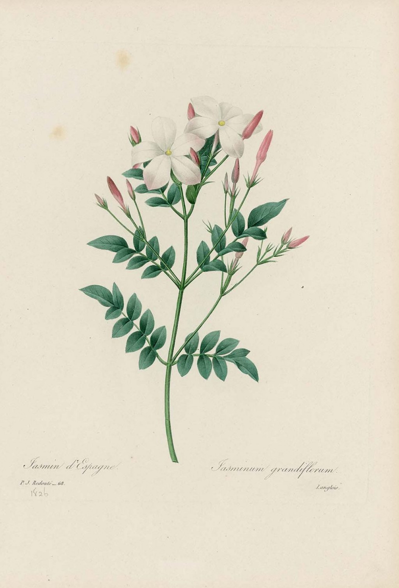Pierre-Joseph Redoute. Spanish jasmine. "Selection of the most beautiful flowers"