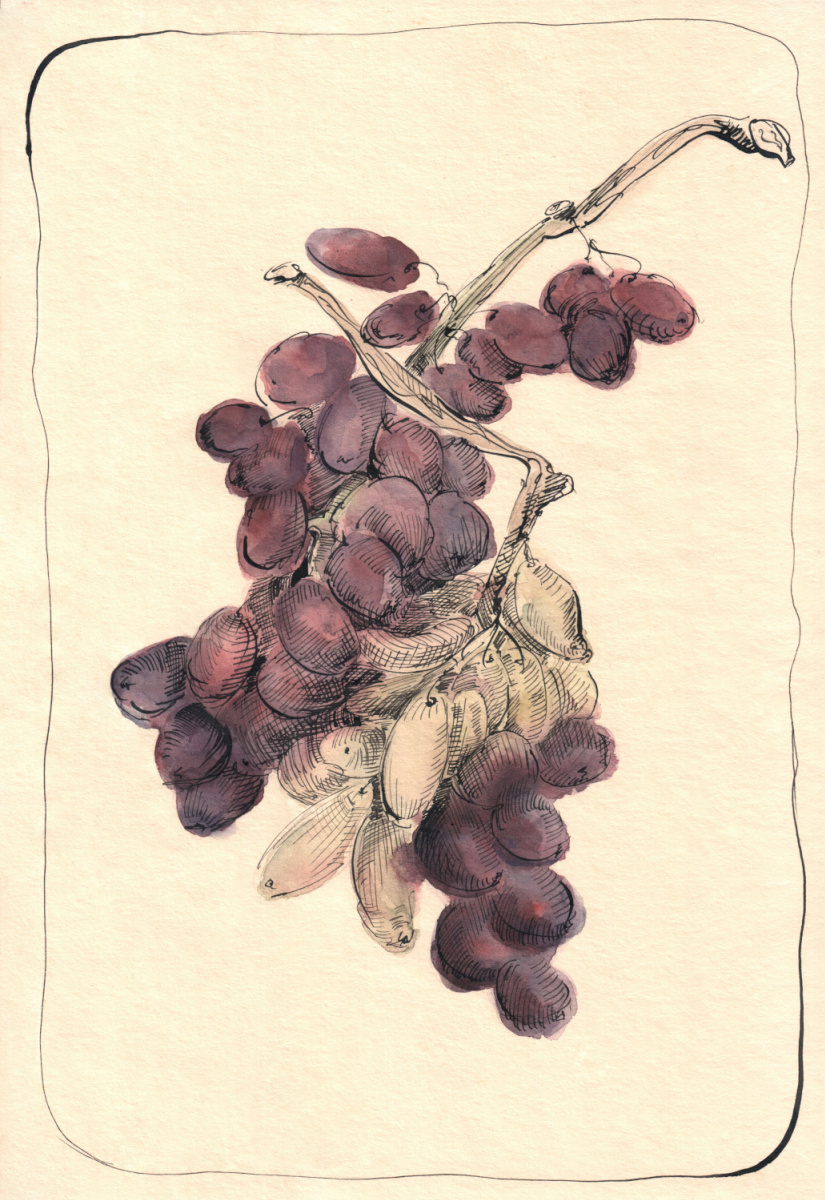 Lyubov Fonareva. Grapes