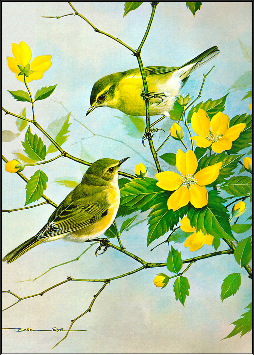 Basil Ede. The willow Warbler and the Chiffchaff Chiffchaff