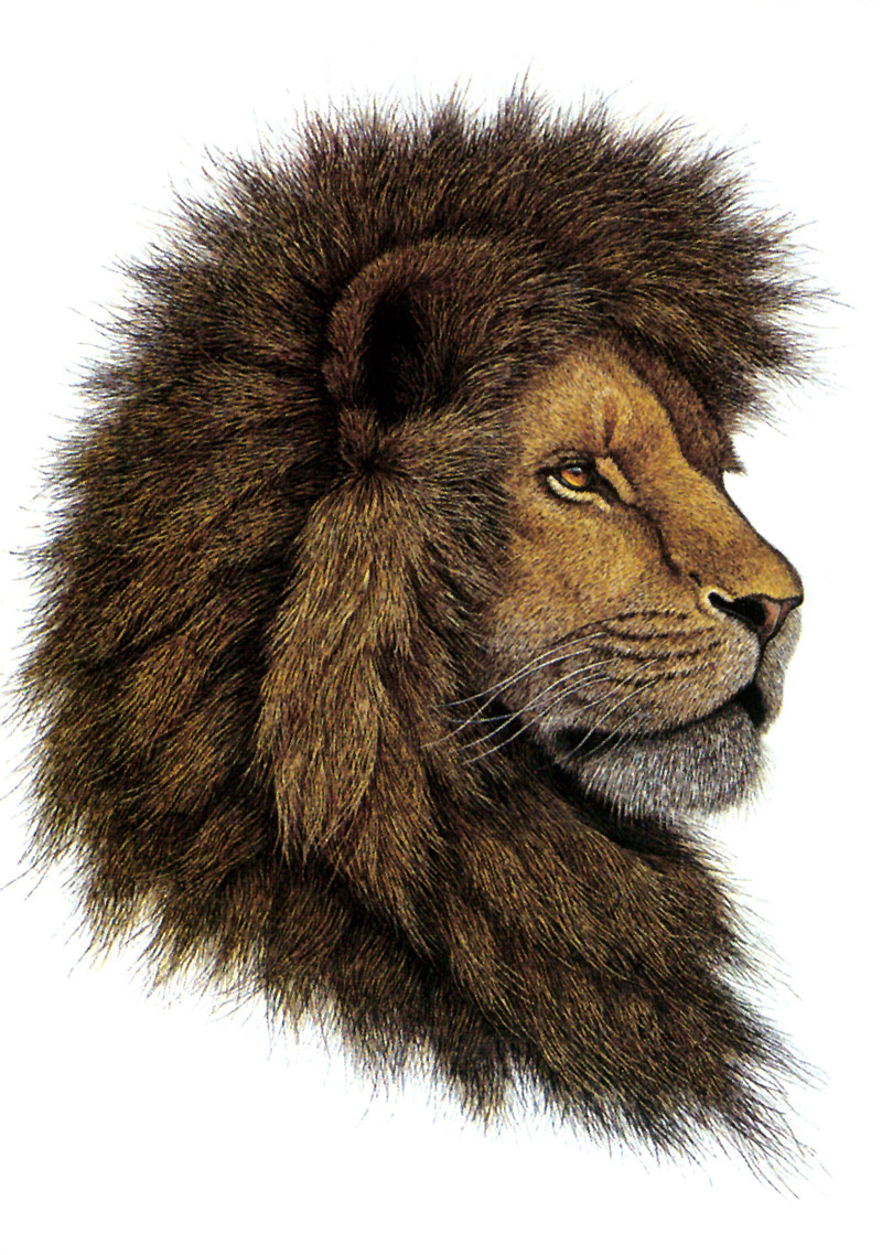 Greg Gustavson. African lion