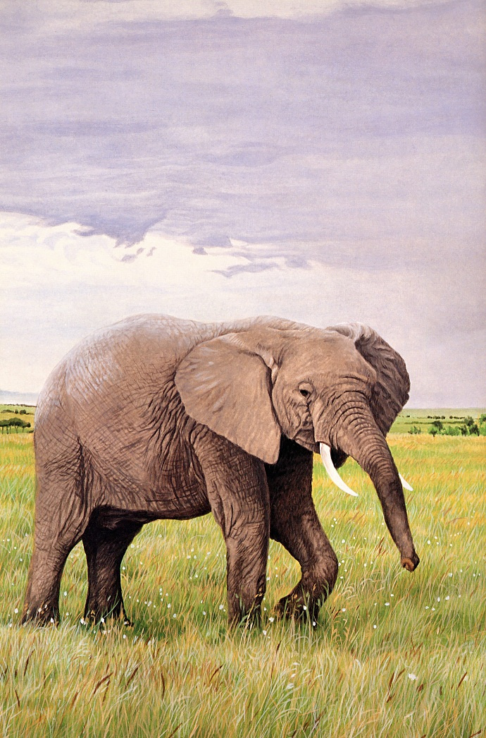 Ron Parker. African elephant