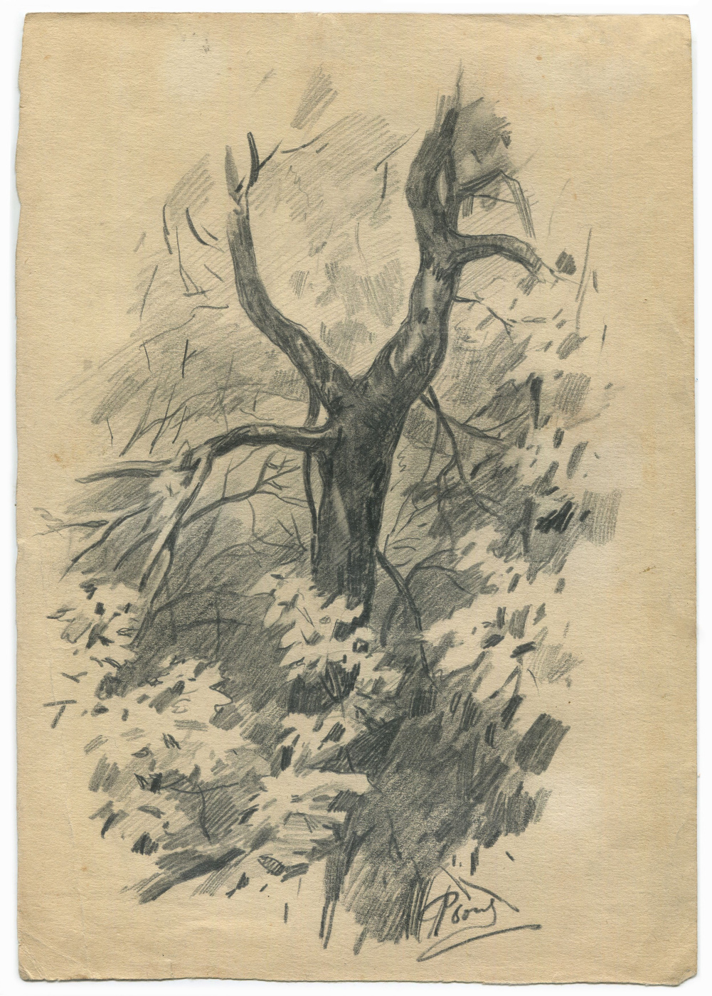 Alexandrovich Rudolf Pavlov. Tree sketch