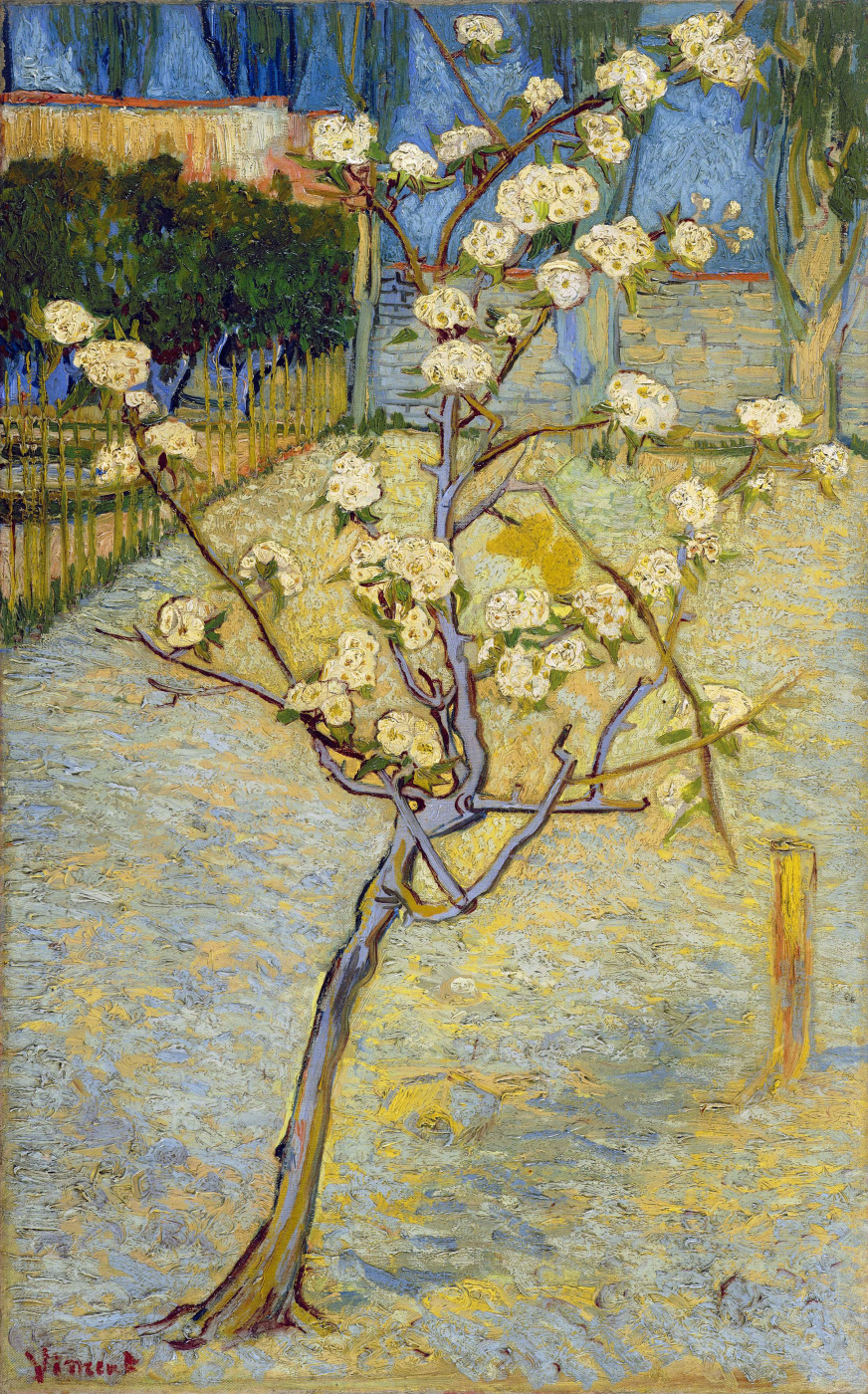 Vincent van Gogh. Flowering pear tree