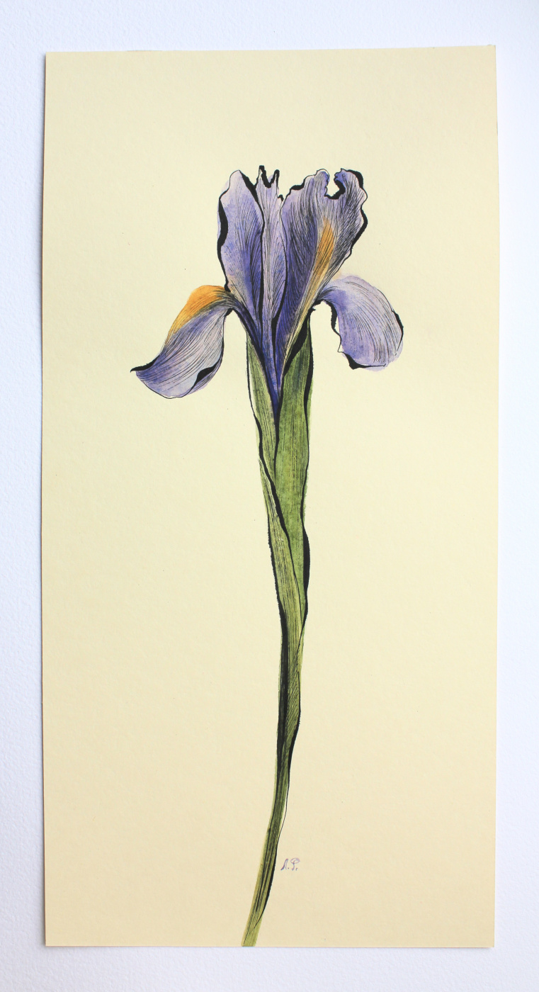 Iris