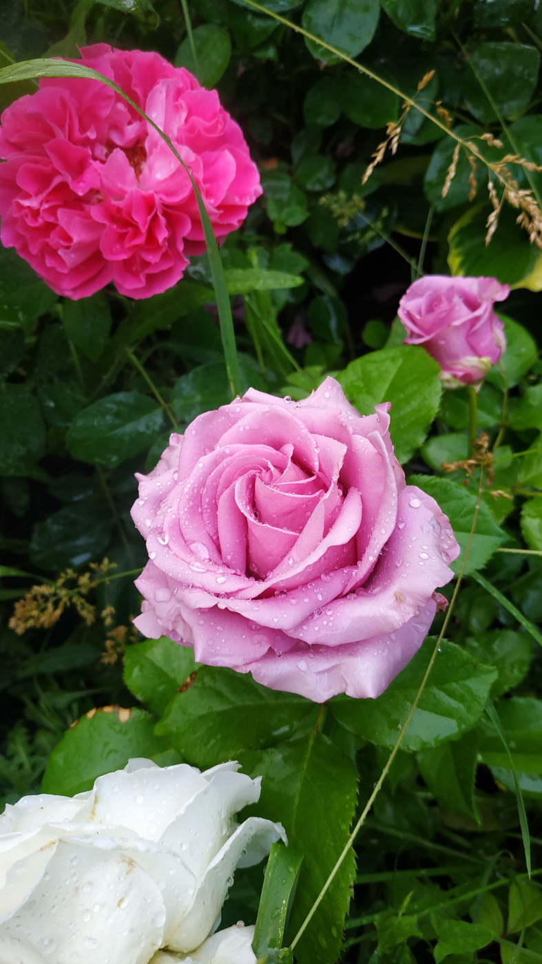 Flowers of dawn