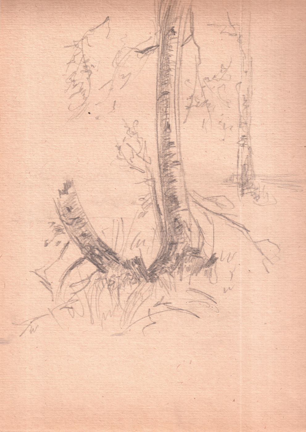 Arkady Pavlovich Laptev. Birch sketch