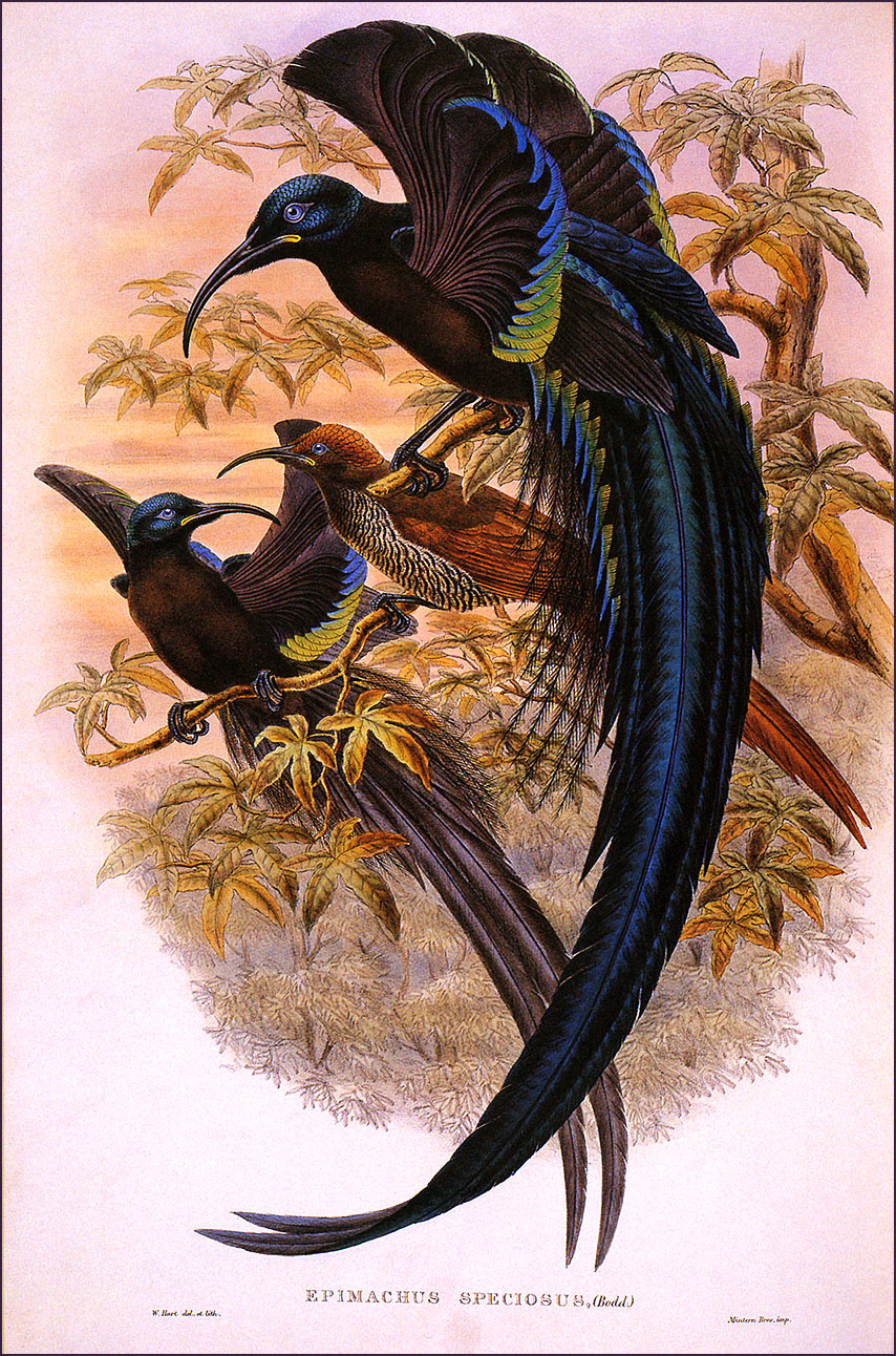 William Hart Sickle. Bird of Paradise