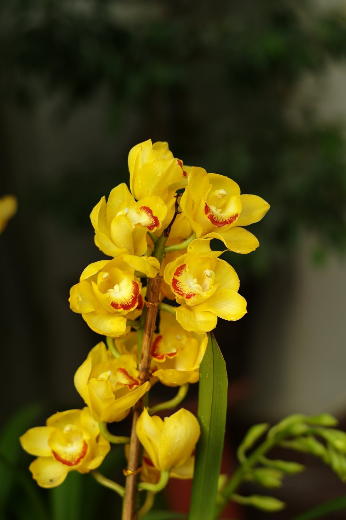 Lisa Beasley. Yellow orchid branch