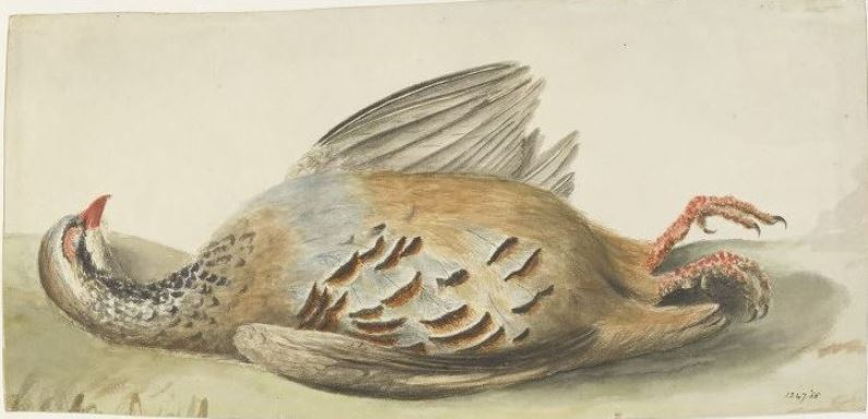 John Constable. Broken bird. Drawing dead French partridge
