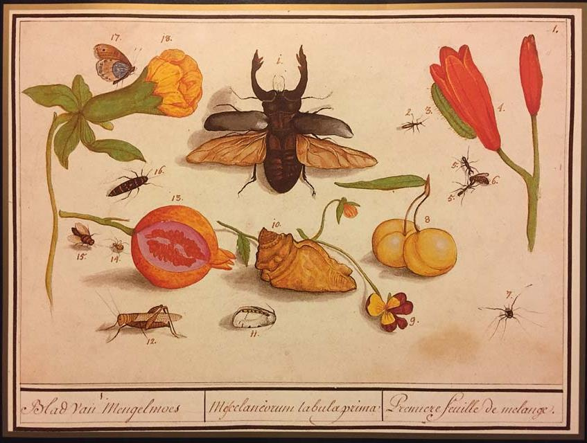 Ансельмус де Будт, «Жук-олень, другие насекомые, цветы и плоды». «Historia Naturalis» Рудольфа II, т Ансельмус де Будт, «Жук-олень, другие насекомые, цветы и плоды». «Historia Naturalis» Рудольфа II, т