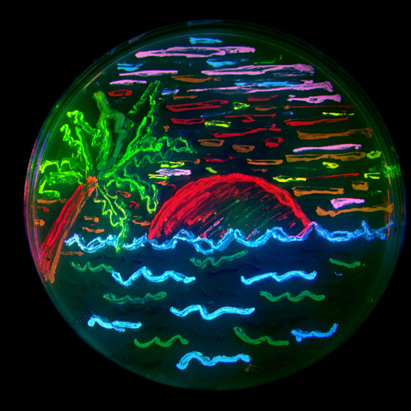 Знаменитая сцена тропического заката нобелевского лауреата доктора Роджера Циена из University of Ca
