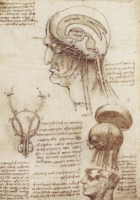 Леонардо да Винчи. Исследование человеческого мозга