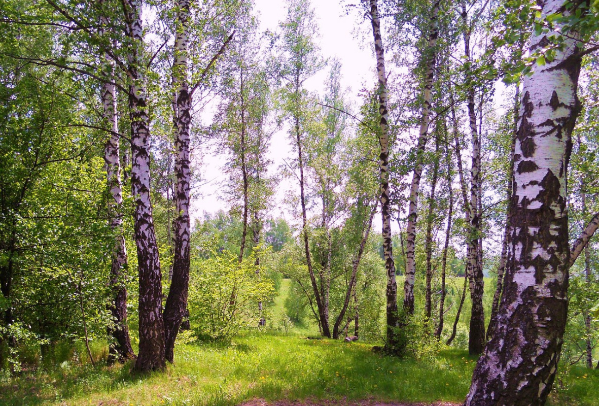 Береза в мае фото