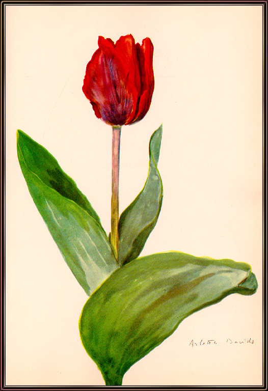 Arlette Davids. Tulip