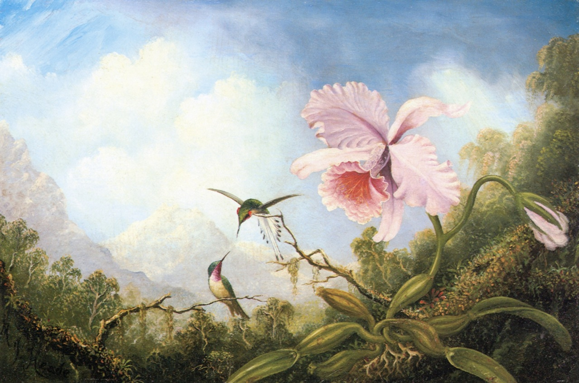 orchid with two hummingbirds