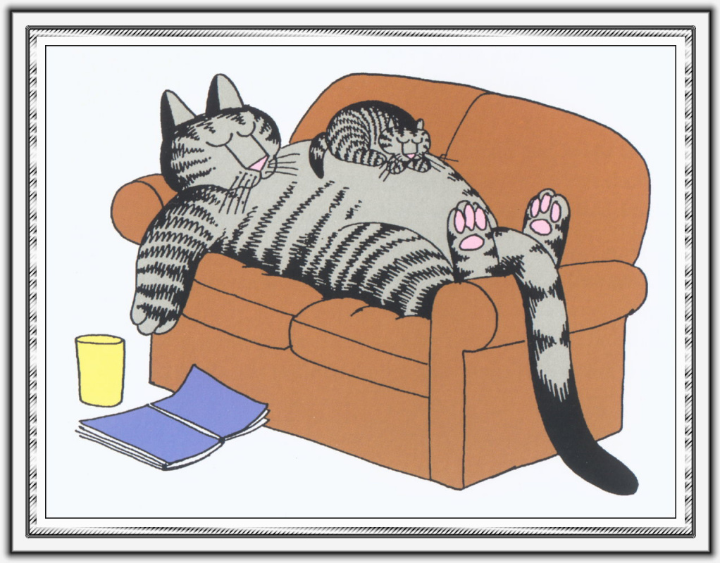Смешной кот на диване