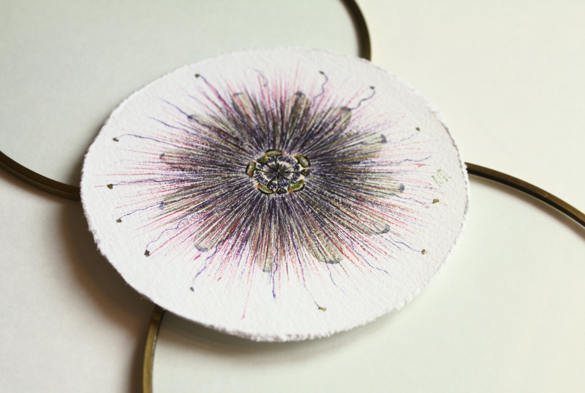 Passionflower (2)