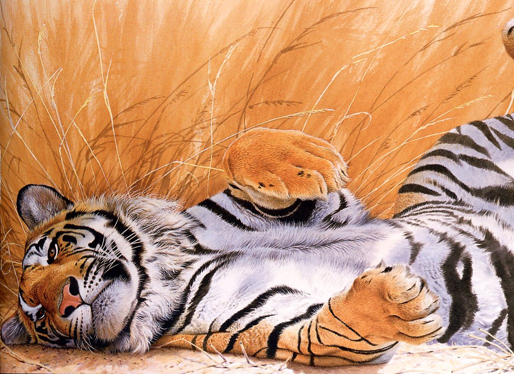 Trevor Boyer. Lying tiger