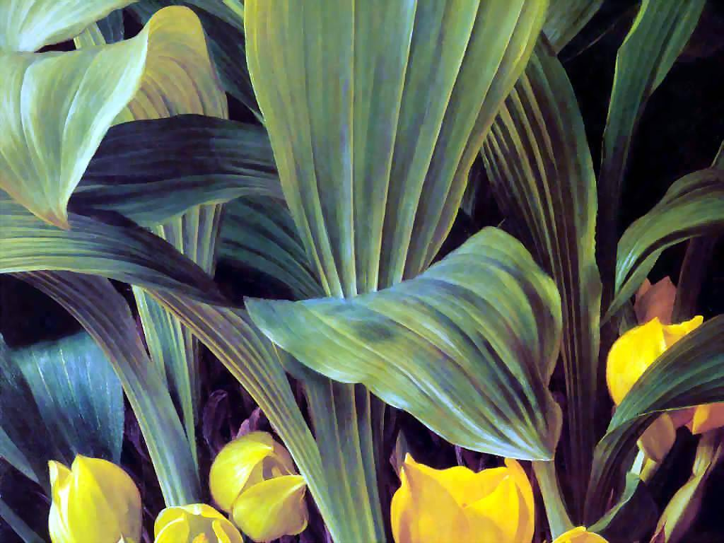 Raymond Booth. Yellow tulips
