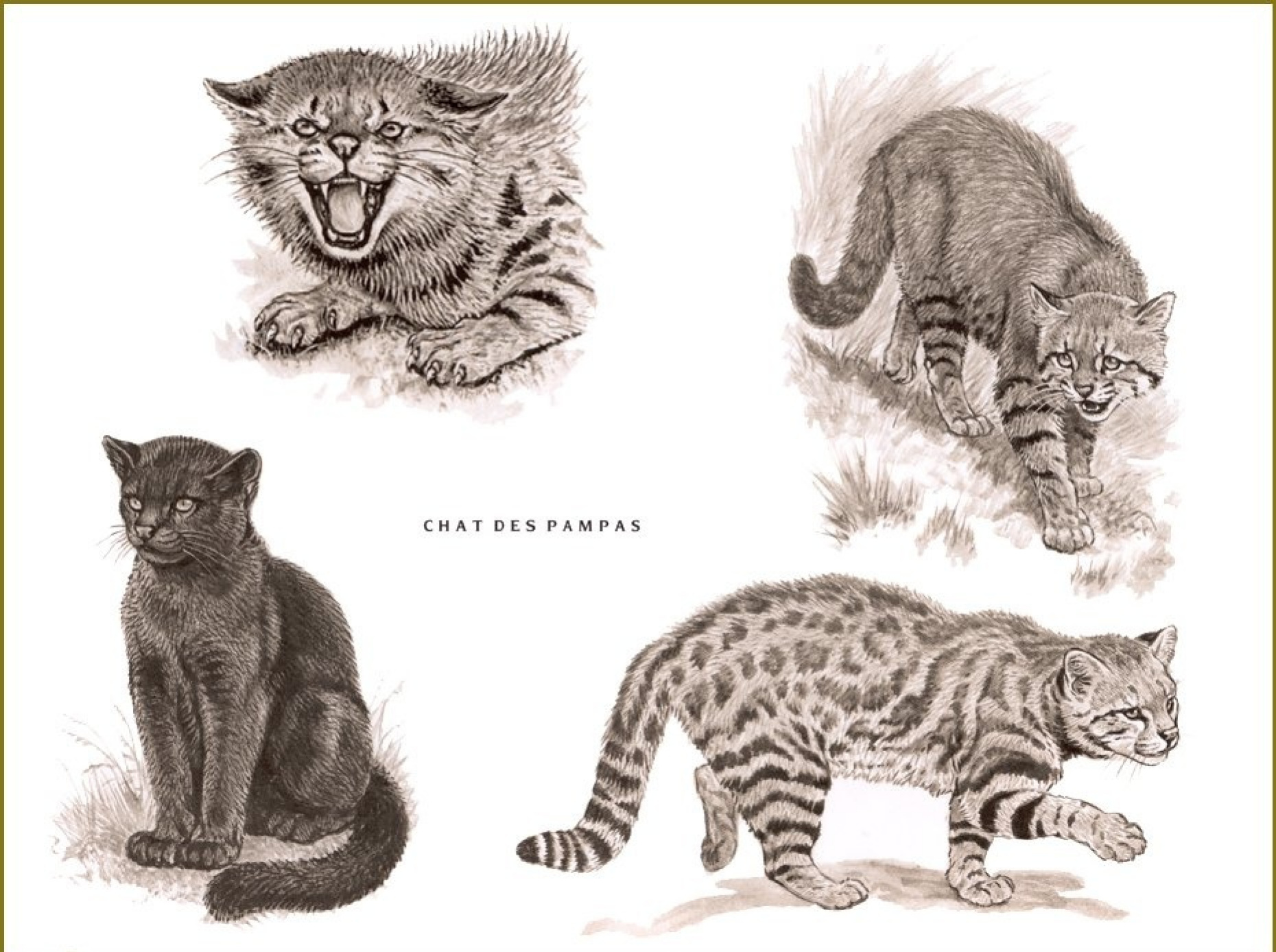 пампасская кошка арт