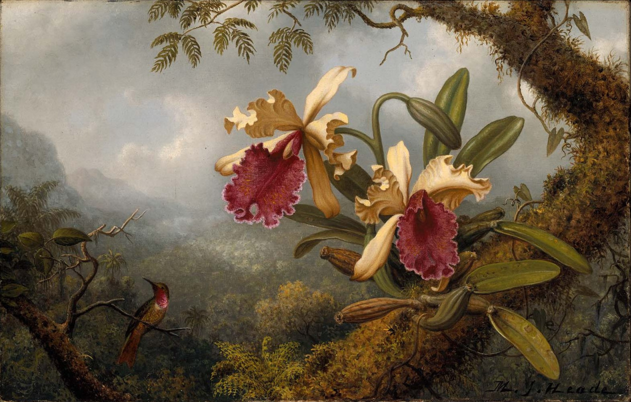 Martin Johnson Head. Orchids and Hummingbirds