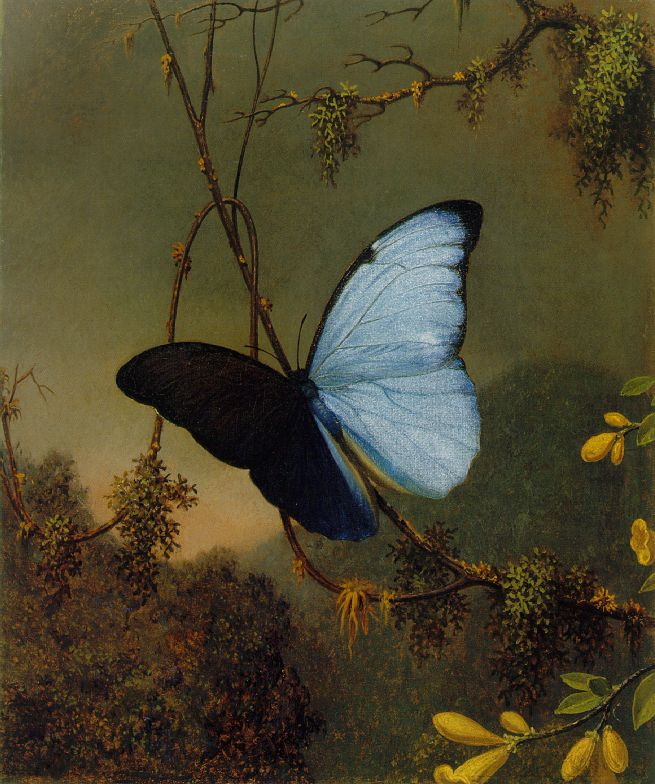 Martin Johnson Head. Blue butterfly Morpho Menelaus