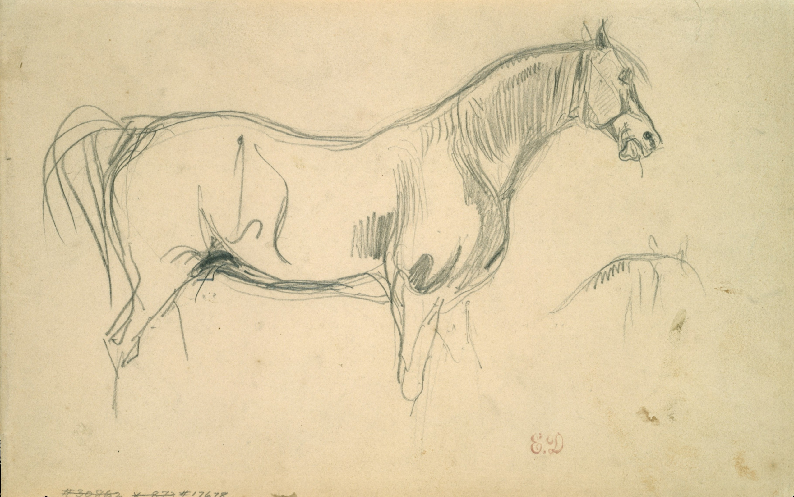 Купить цифровую версию картины: Эжен Делакруа - Эскиз лошади в профиль,  Нью-Йорк | Артхив