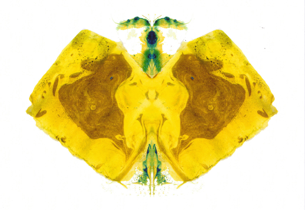 Valeria Owl. Moths in a glass