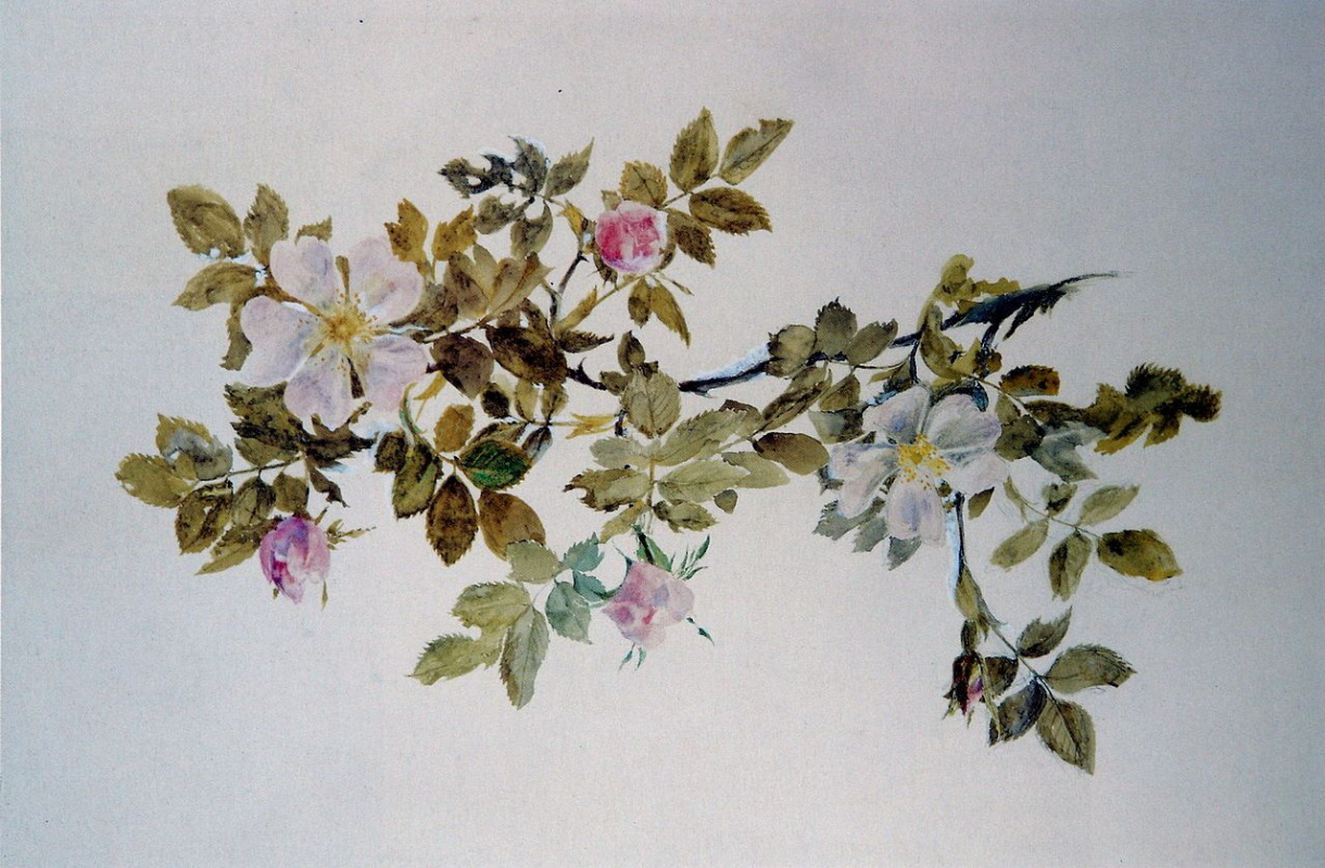 Джон Рескин цветы