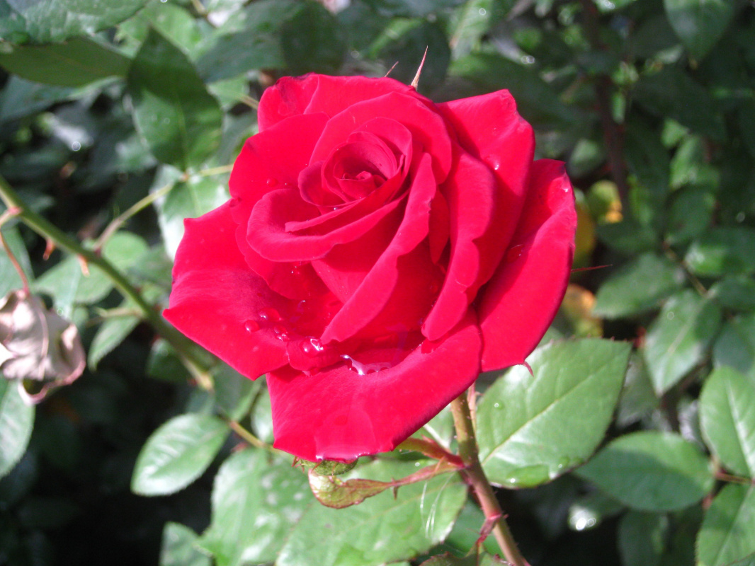 Alexey Grishankov (Alegri). "September Rose" (2)