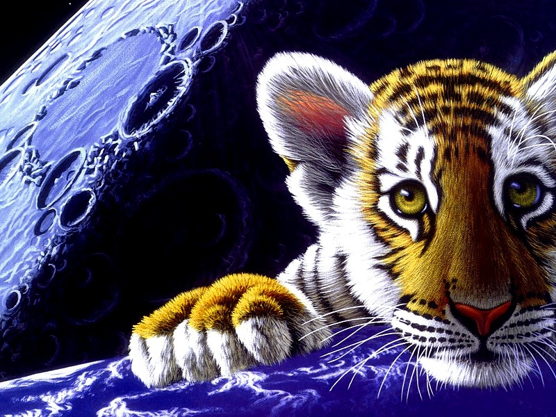 Shim Shimmel. The tiger in space