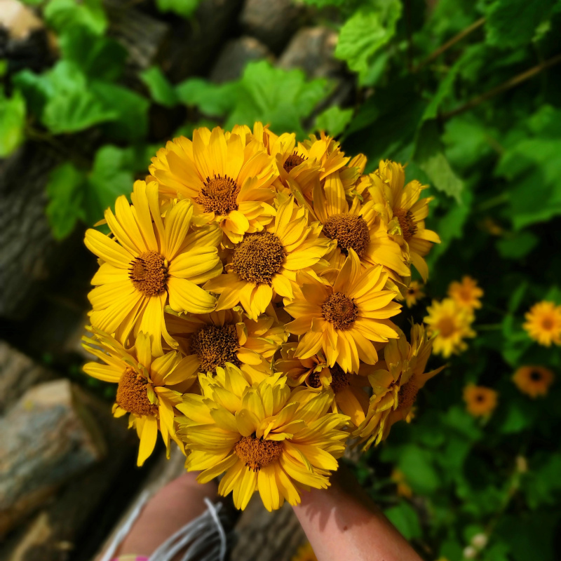 Flowers of dawn