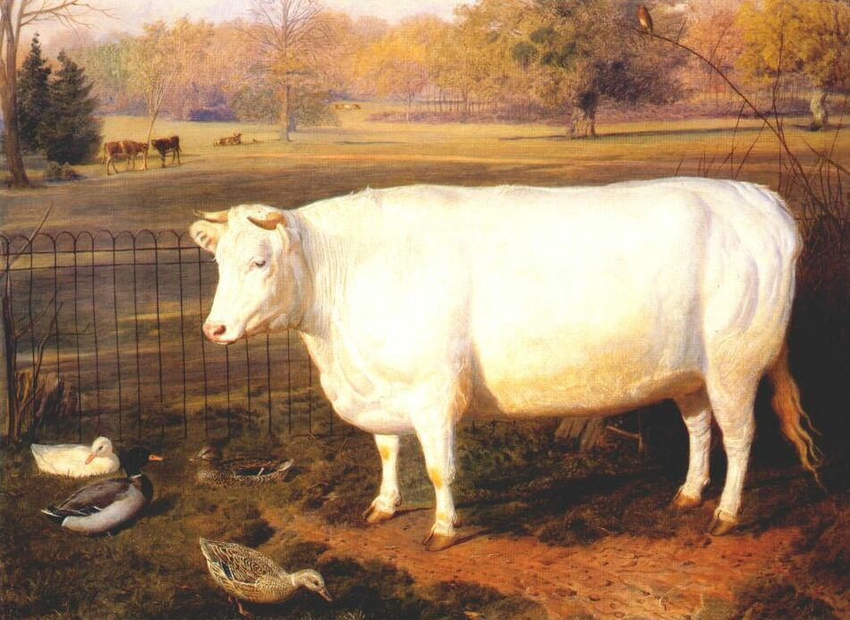 Friedrich Cale. Cow