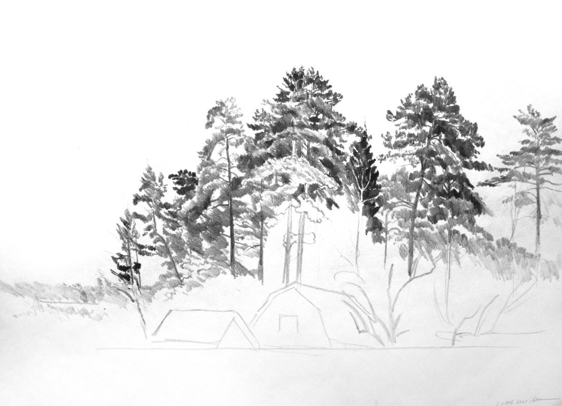Pines. Sketch