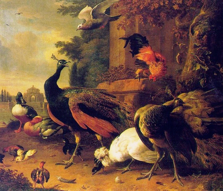 Птицы голландии