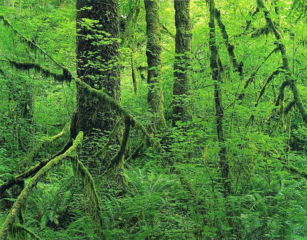 Eliot Porter. Forest landscape 6