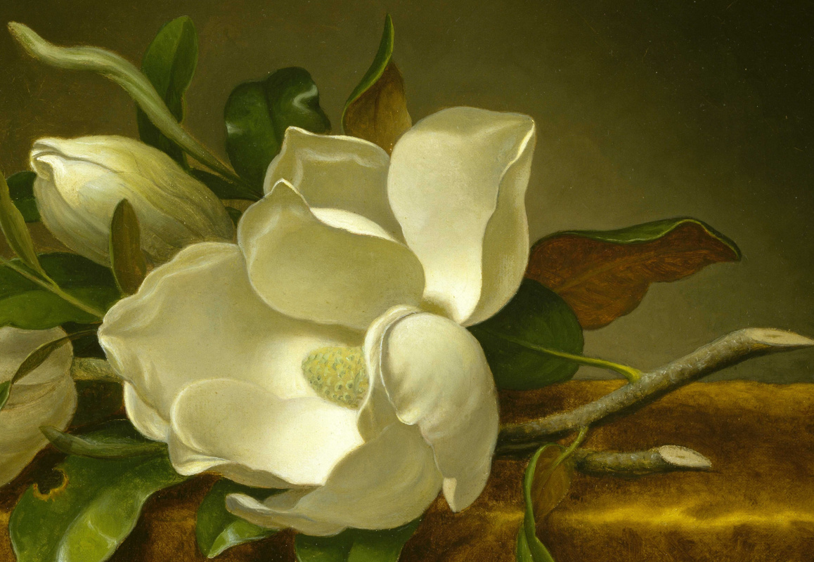 Magnolia on the golden velvet
