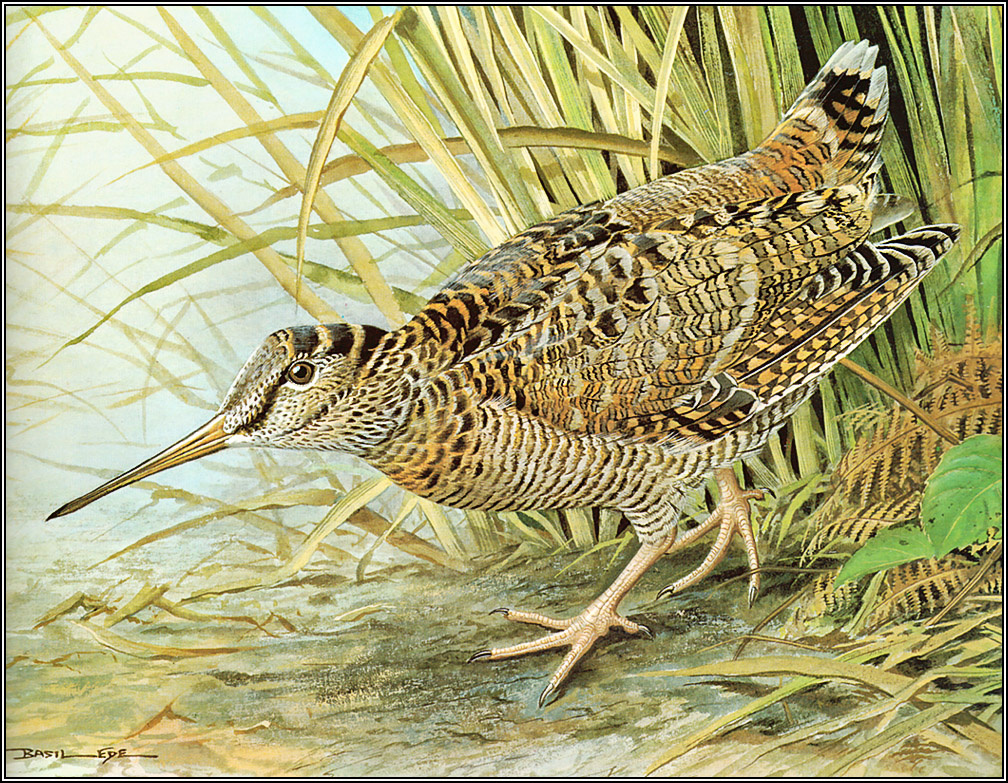 Basil Ede. Woodcocks