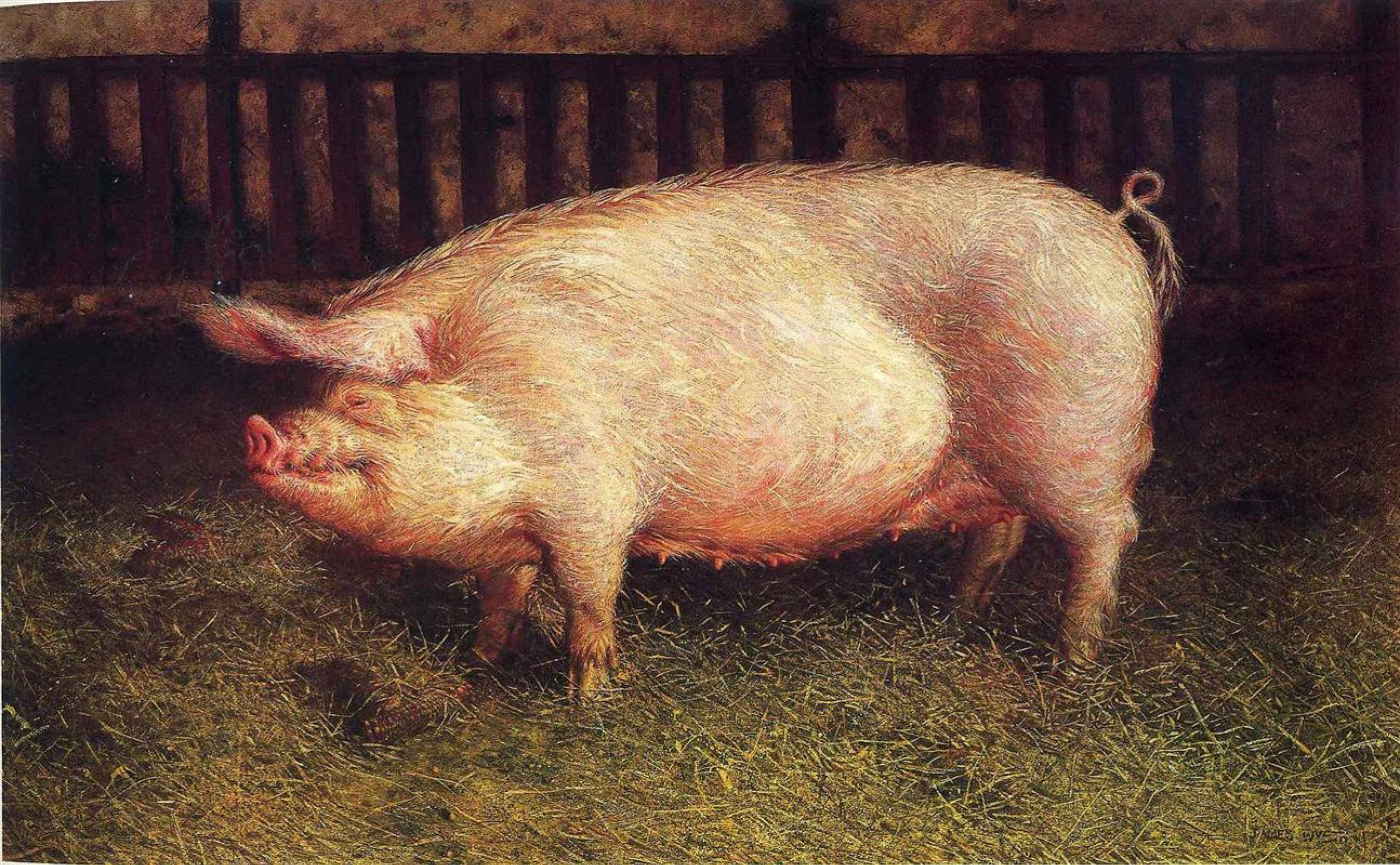 Известная свинка. Уайет свинья. Джейми Уайет. Портрет Джейми Уайета. Свинья живопись.