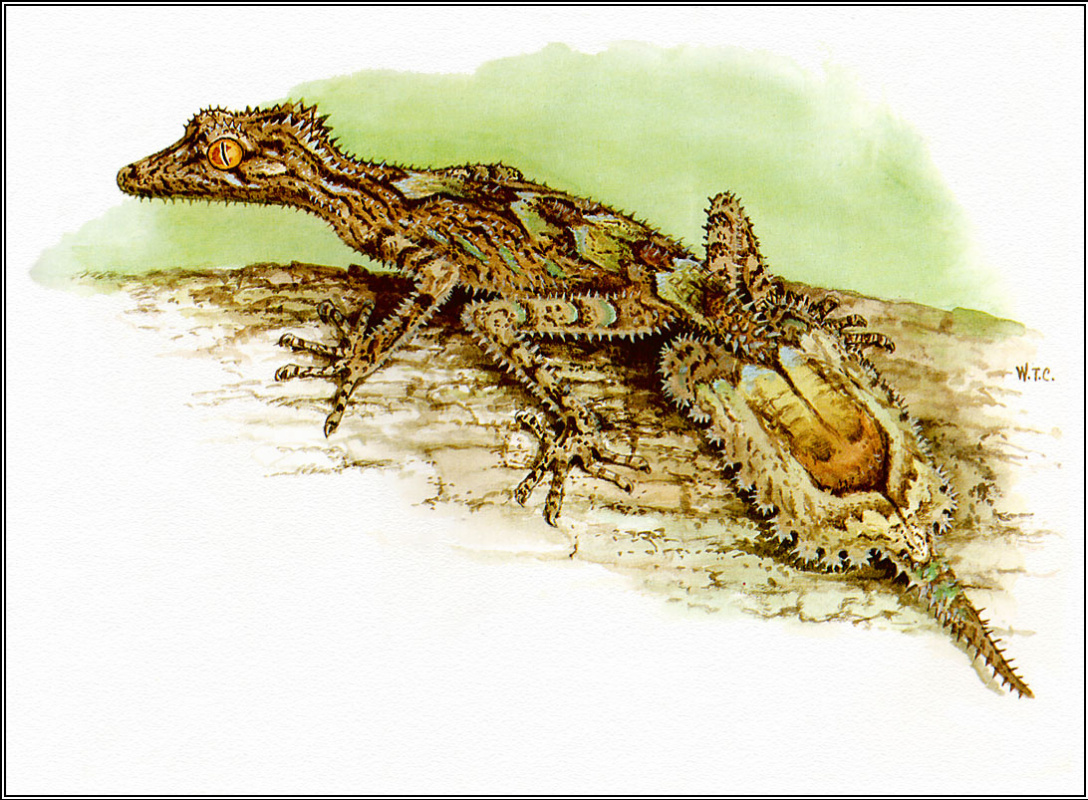 William Cooper. Tailed Gecko