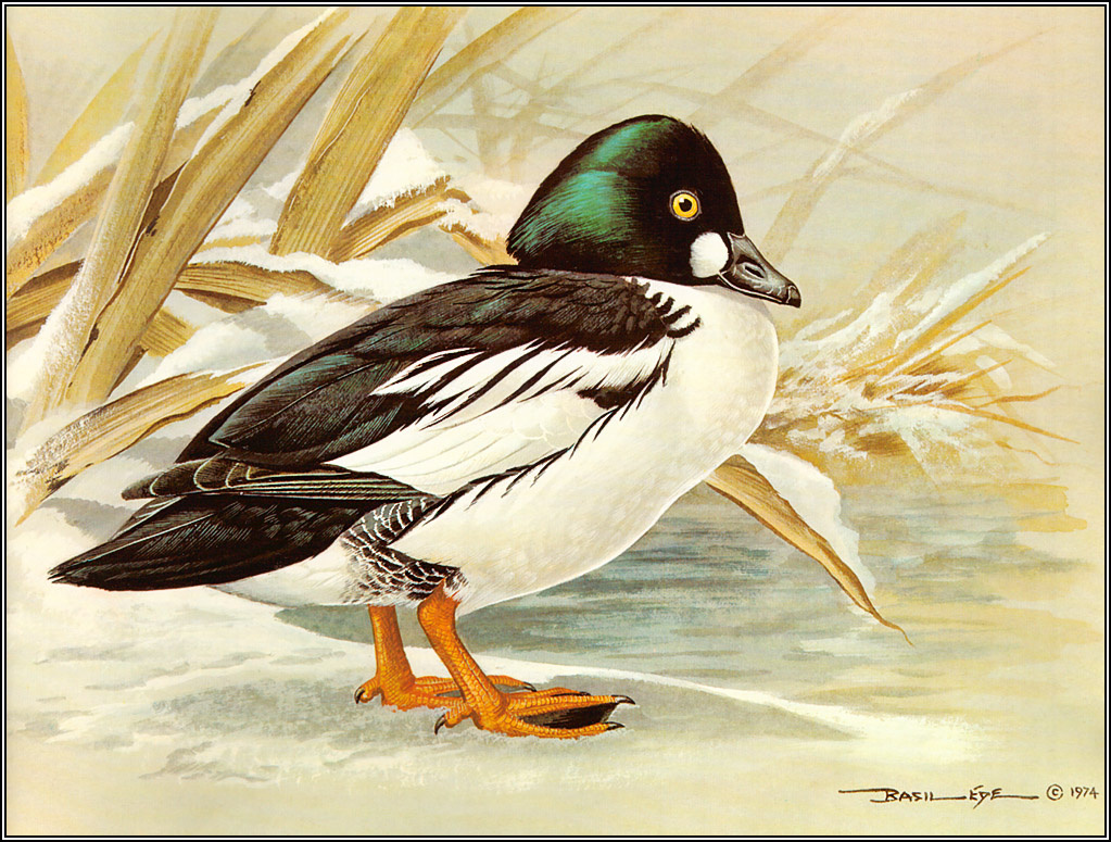 Basil Ede. Golden eye
