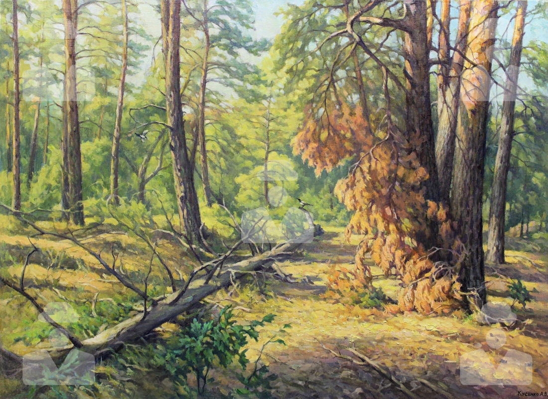 Александр Владимирович Кусенко. Pine forest