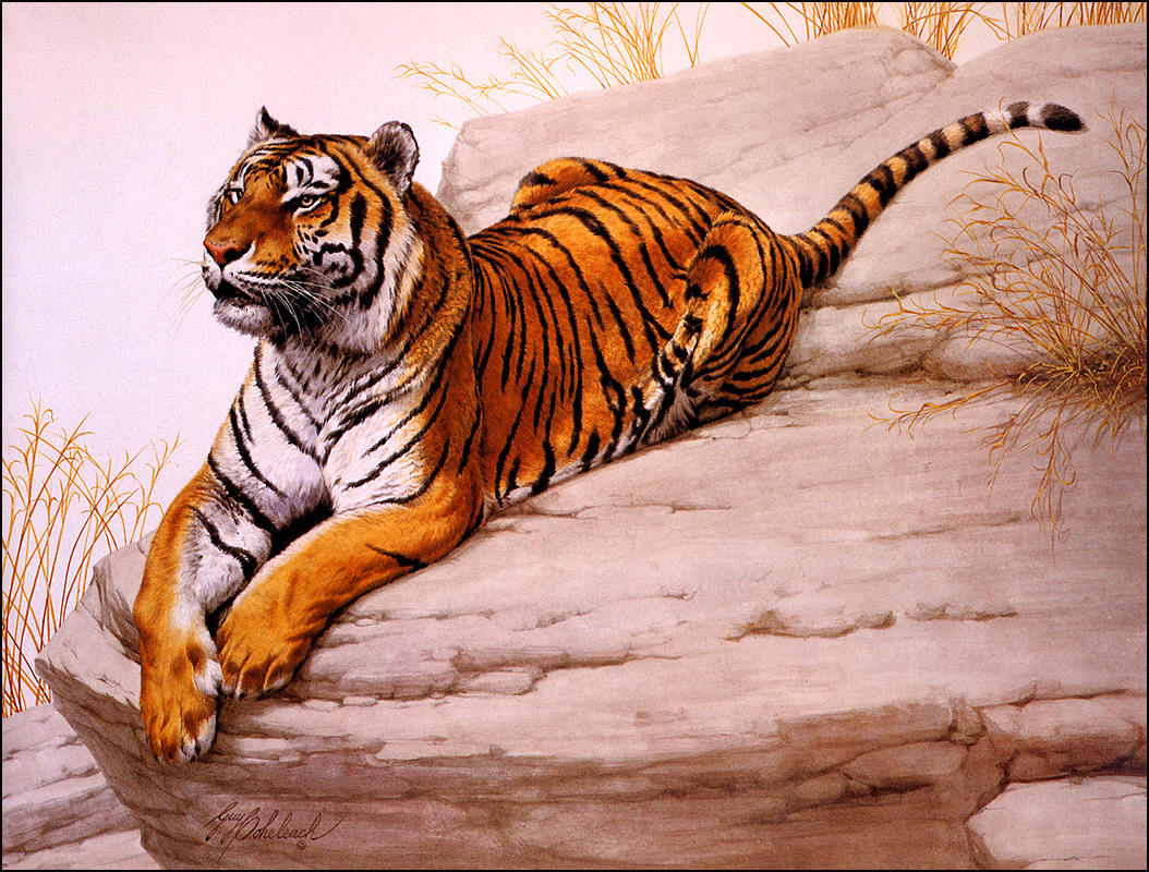 Тигры Coheleach, guy художник картины
