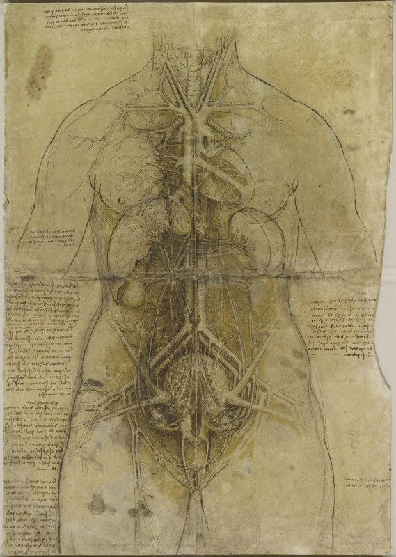 Leonardo da Vinci. Cardiovascular system and main organs of a woman